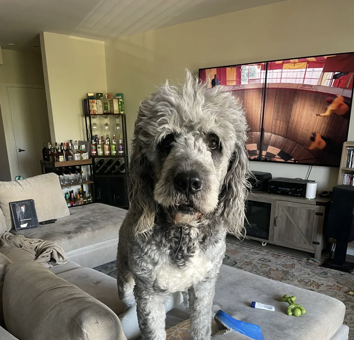 Jameson standing tall at home